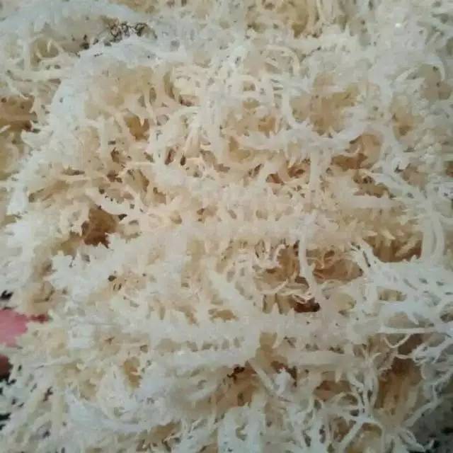 RUMPUT LAUT KERING
