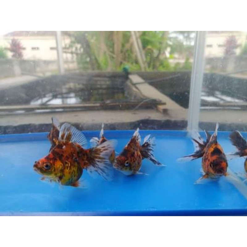 Ryukin tiger kirin 6,5-7,5cm