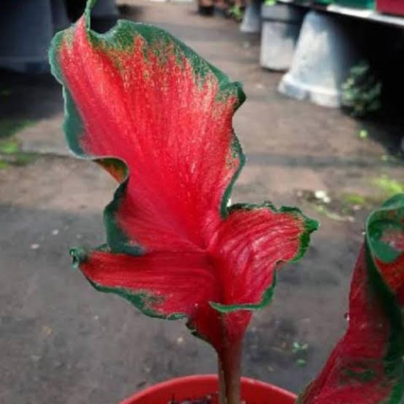 bibit caladium 2 red peacock & 2 anoman obong bunda yuni