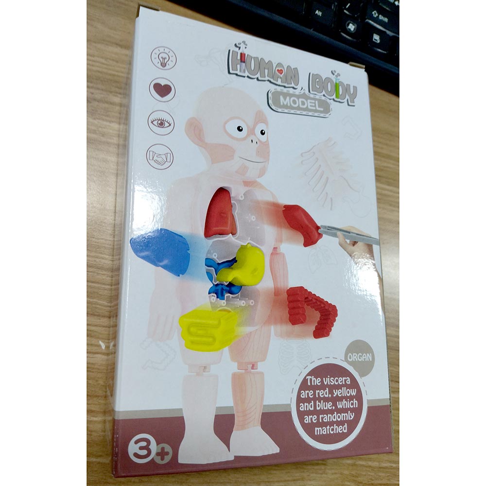 Yokibo Mainan Anak Montessori Body Anatomy Children Toy