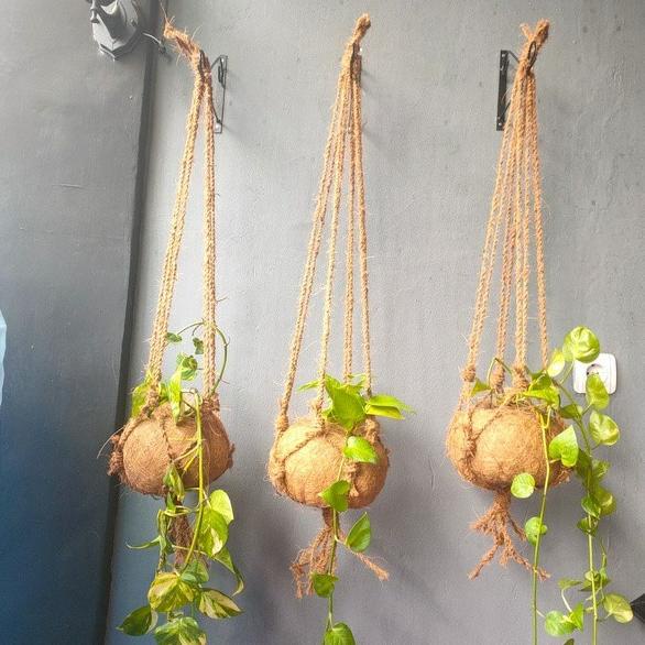 siap kirim] kokedama besar gantung sabut kelapa pot bulat cocok tanaman menjalar