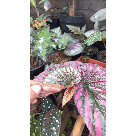 Begonia Rex Walet