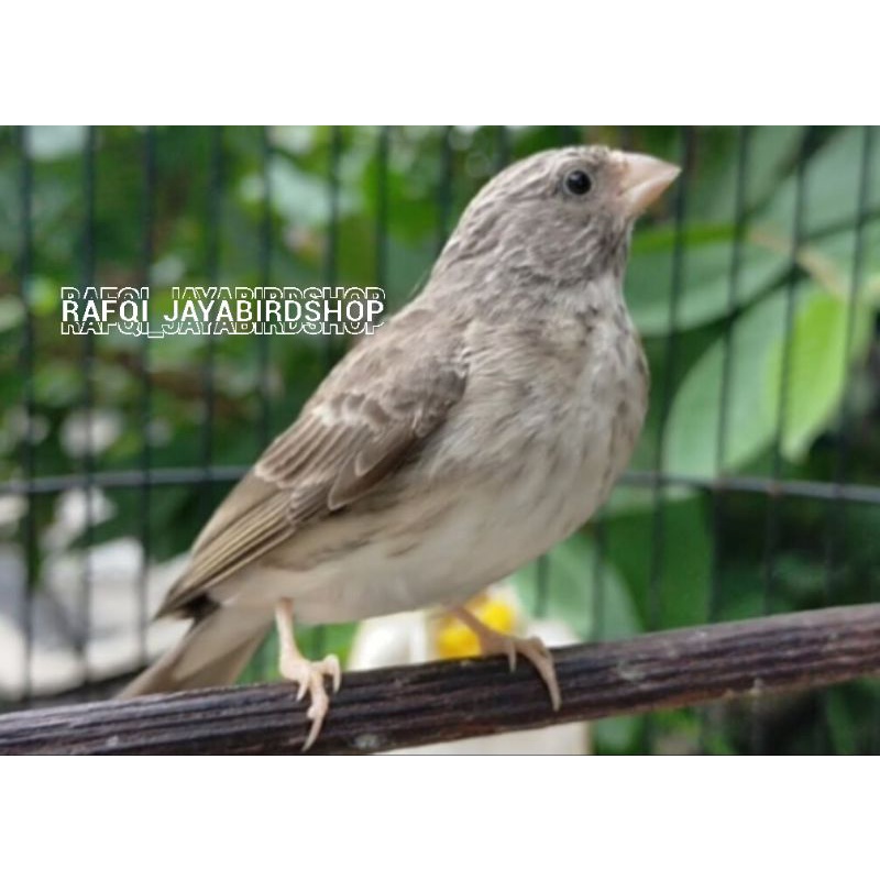 BURUNG SANGER JANTAN RAWATAN MULUS BUNYI