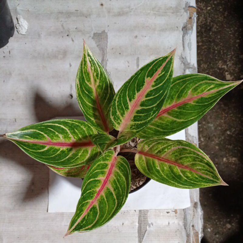 Aglaonema Red Panama