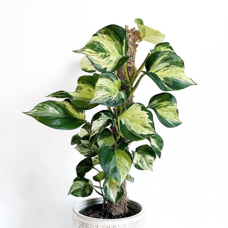 Epripremnum Manjula Varigata Tanaman Hias Sirih Manjula Sirih Varigata Putih Bibit BUKAN bonggol