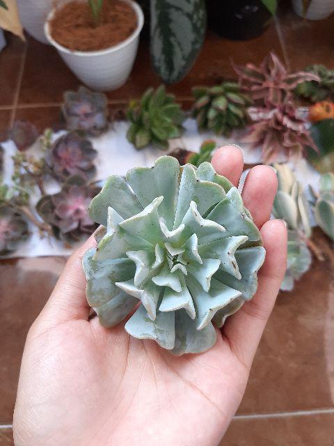 Sukulen Murah Dan Hemat Dengan Berbagai Macam Variant Sudah Termasuk Pot 10cm