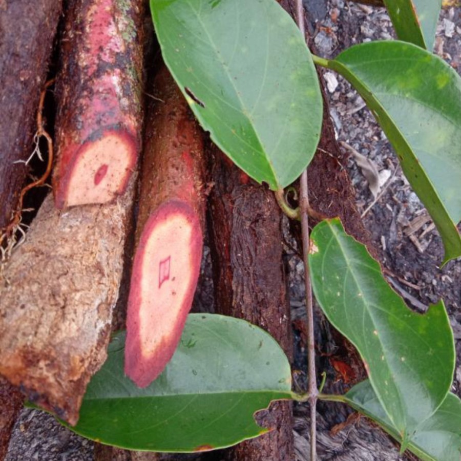 KAYU BAJAKAH ASLI KALIMANTAN GROSIR AKAR BAJAKA KALAWIT MERAH 250 GRAM