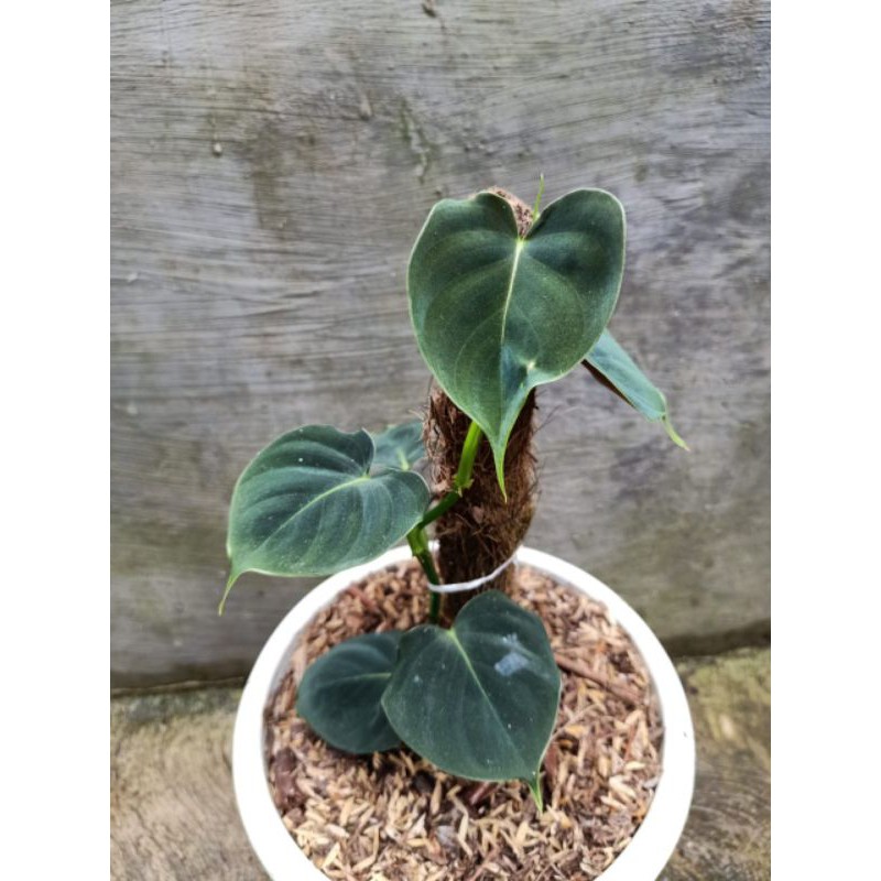 philodendron lupinum