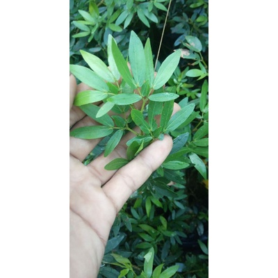 KALIANDRA SULIMARAJA