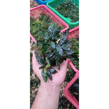 bucephalandra