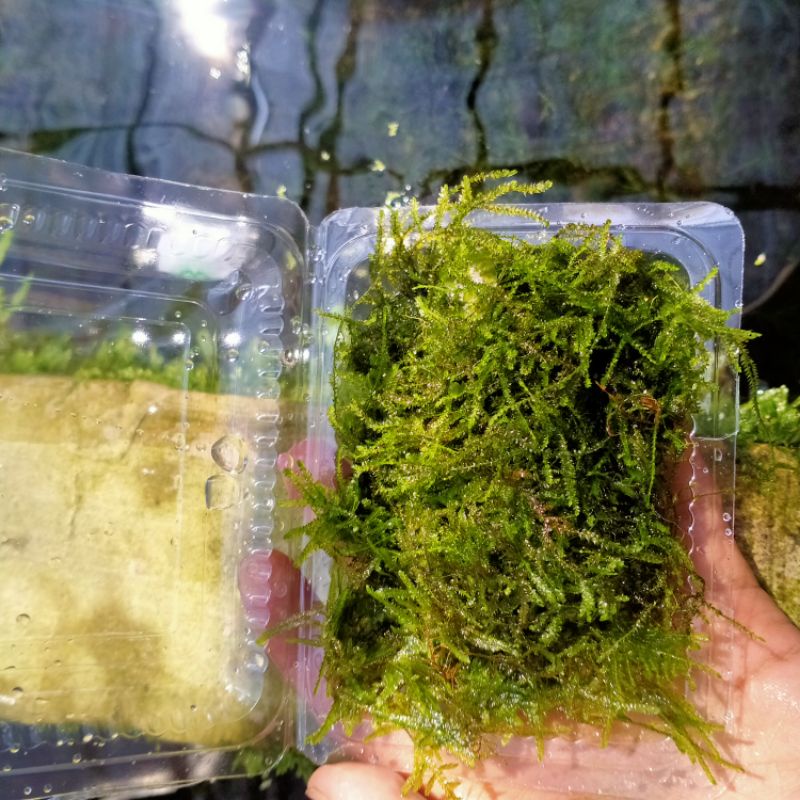 Moss Java Moss porsi kecil