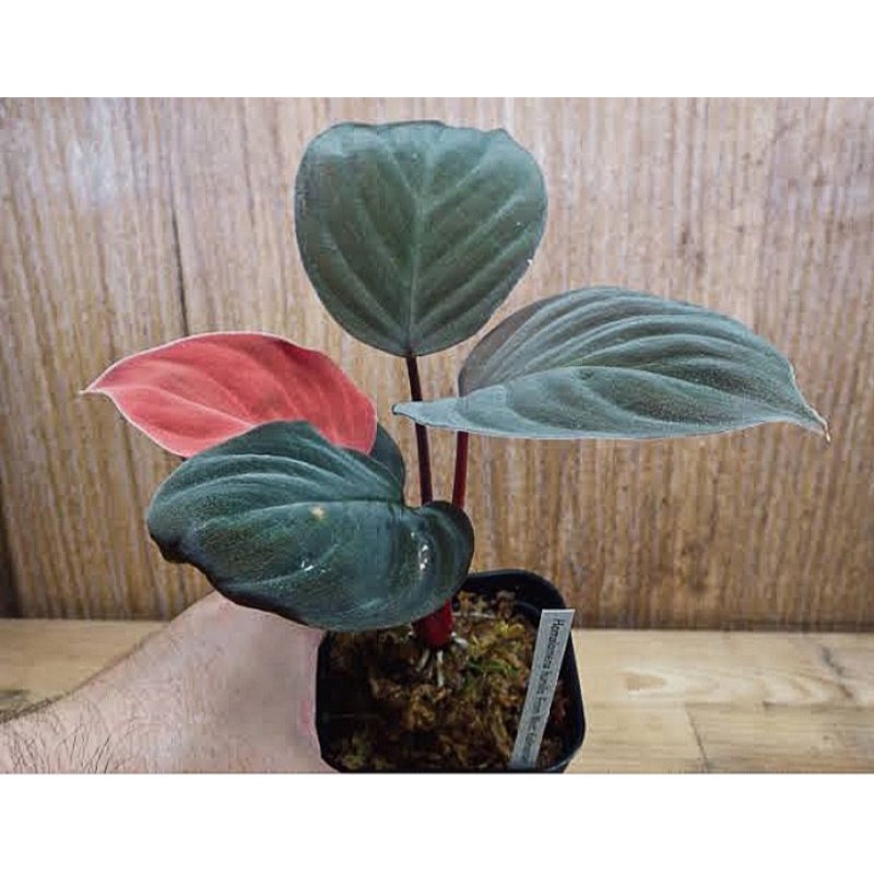 homalomena red valpet sp