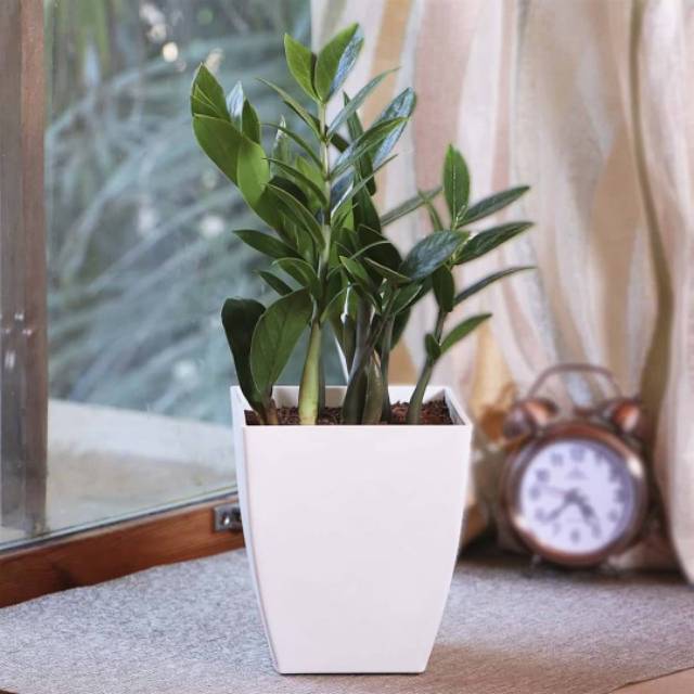 Zamia plant | Tanaman zamia | pohon dollar zamia | Tanaman indoor zamia