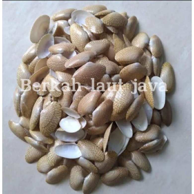 Cangkang kulit Kerang motif Batik kerang hias untuk kerajinan