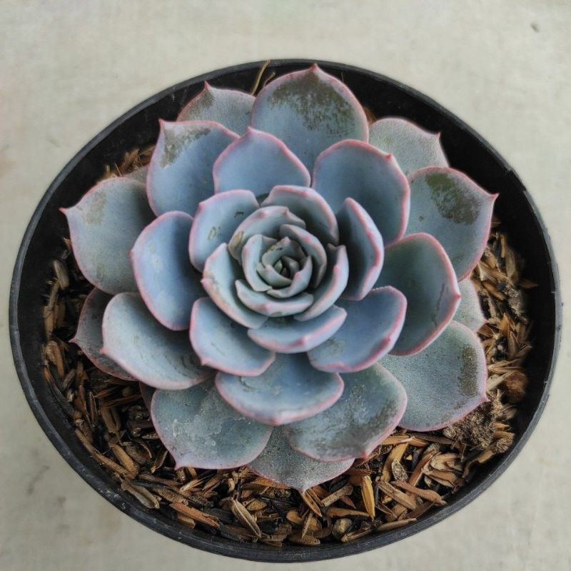 Kaktus Sukulen | Echeveria Subsesilis