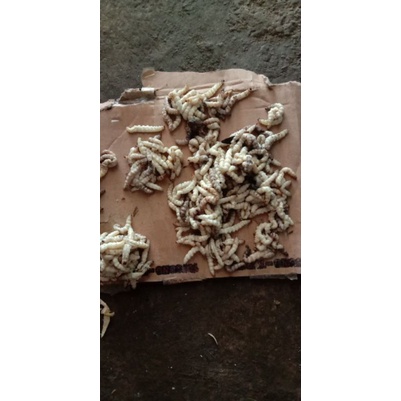 Ulat bambu/Cangkilung