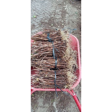 cutting anggur Alfonso,red master,import berkalus dan akar dan fresh 1batang