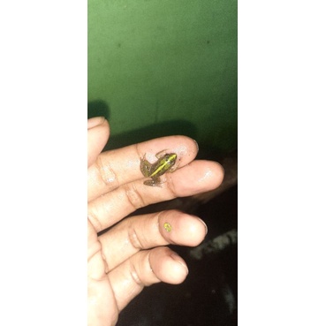 katak / kodok sawah hidup ukuran 1-2cm