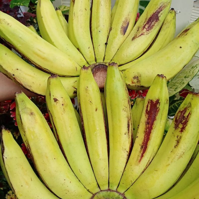 

pisang Calvendise/ pisang buah calvendise