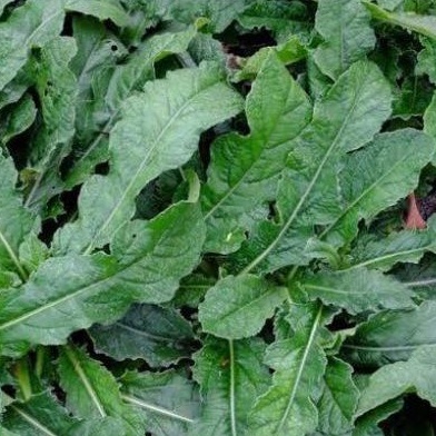 

300g DAUN HERBAL TAPAK LIMAN SEGAR
