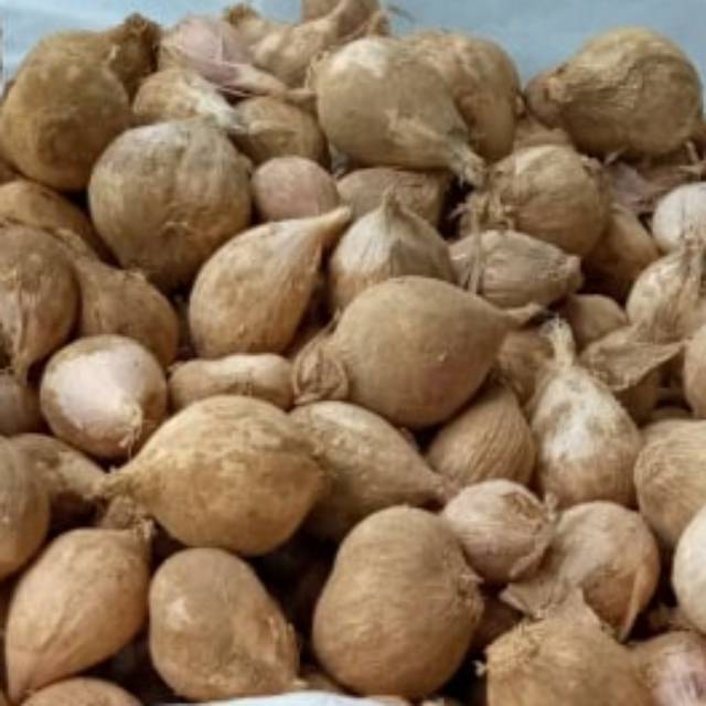 

Bawang lanang lokal 1kg