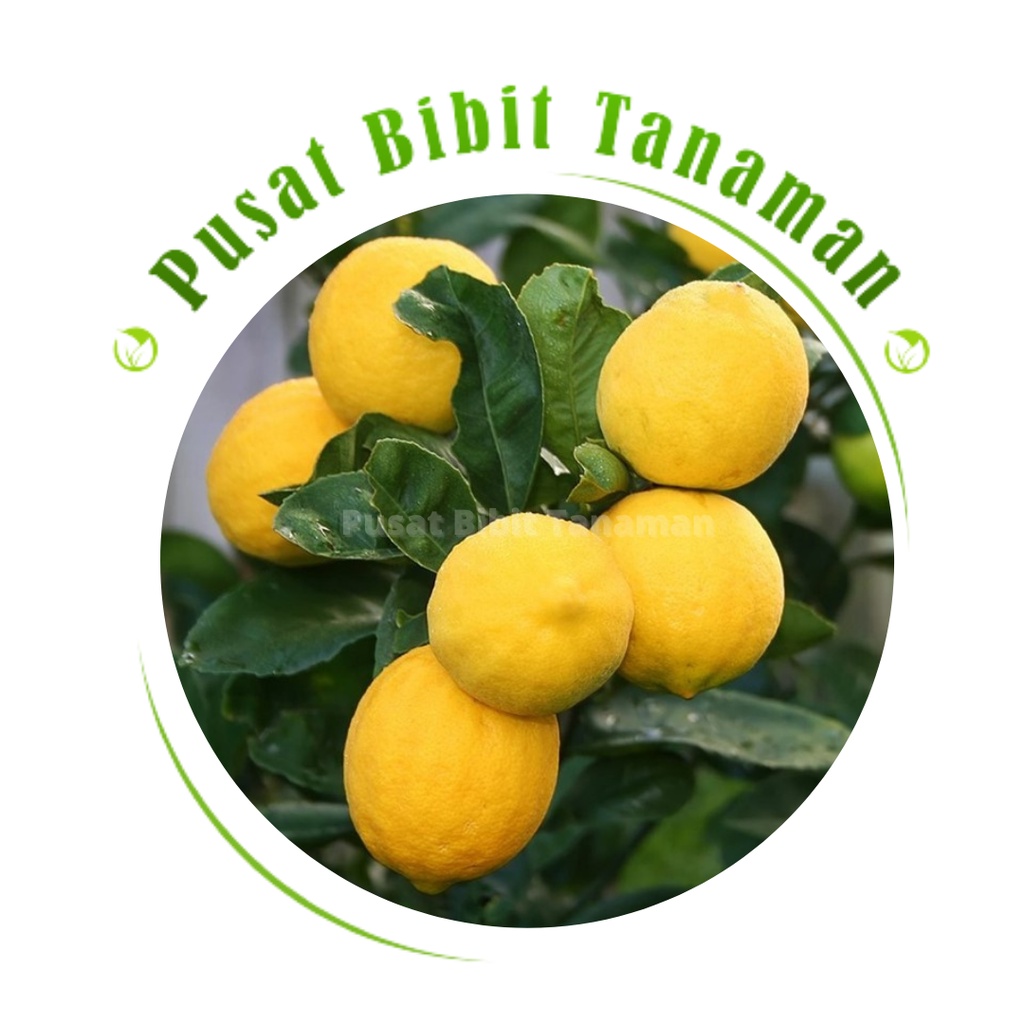 Bibit Jeruk Lemon Impor California