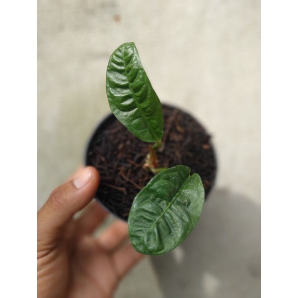 Anthurium reflexinervium