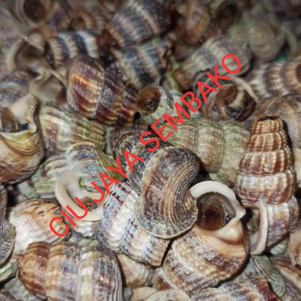 

TELAH HADIR KEONG NENEK BERSIH POTONG BUNTUT / KATANGLO BERSIH / CHAO LO / TUTUT / SIPUT SEDUT / KATANG LO ➤ 875