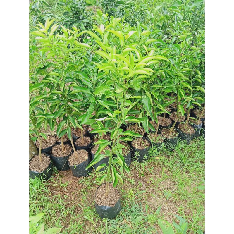 

Bibit jeruk sunskits manis