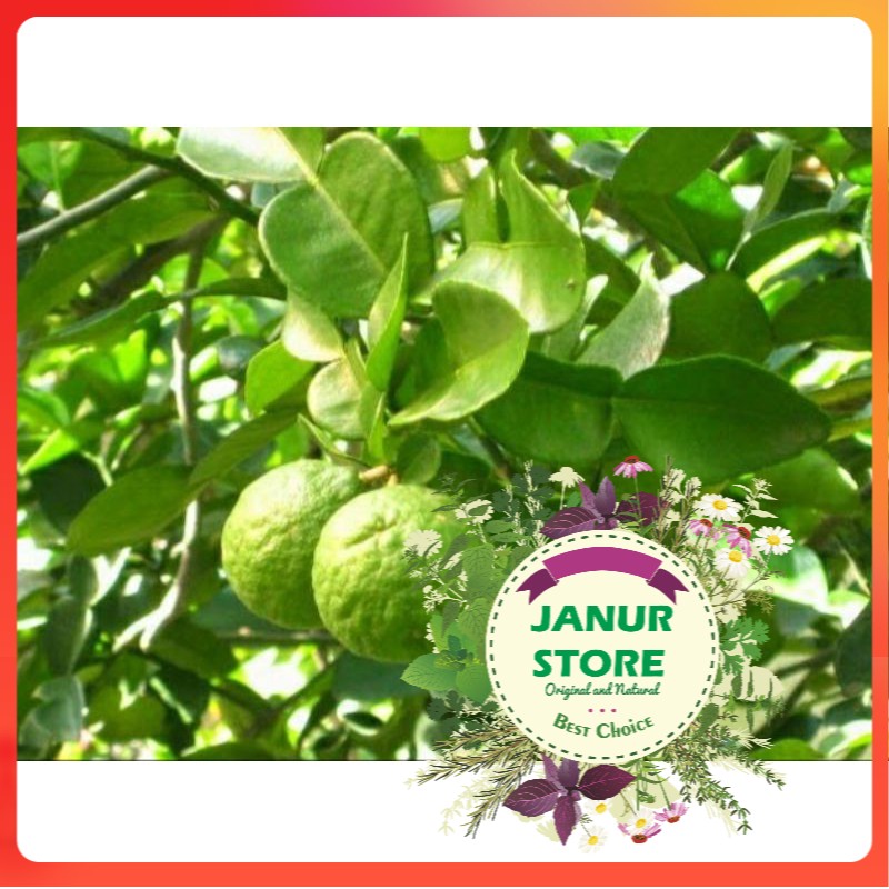 

DAUN JERUK PURUT KERING 250 GRAM - Citrus Hystrix - MURNI - JSR - REMPAH - PREMIUM QUALITY