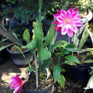 wijaya kusuma California / wiajaya kusuma bangkok merah