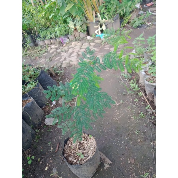 Tanaman Arabika bahan bonsai