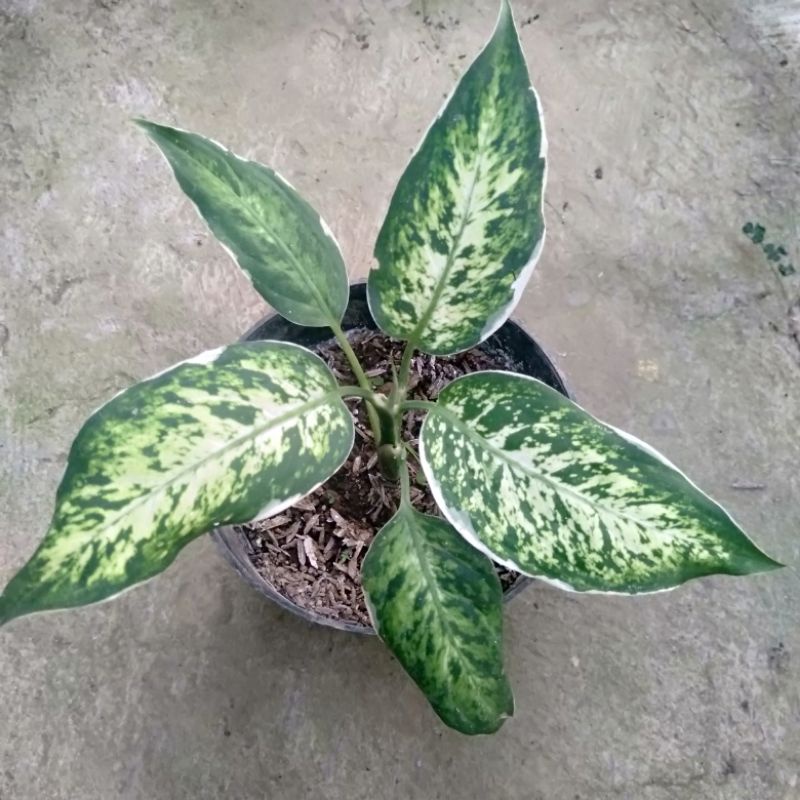 Real picture Aglonema diven lukisan cinta sparkle