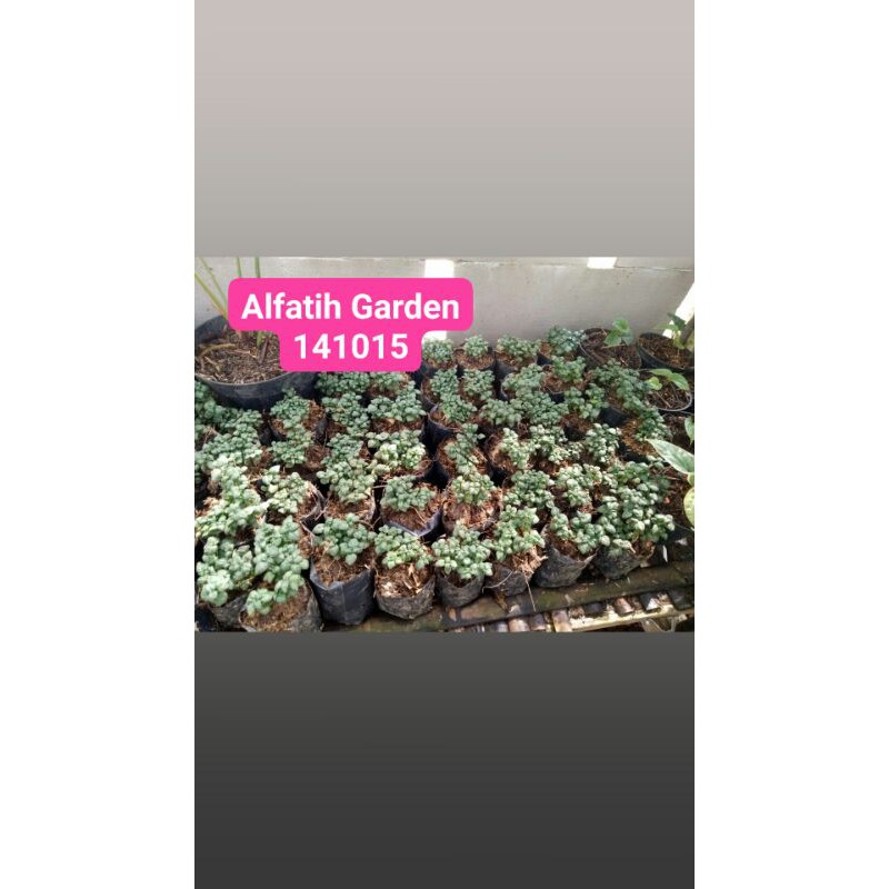 tanaman hias krokot curly hijau-Krokot Curly Hijau-krokot carly hijau PROMO TERMURAH-KROKOT CURLY