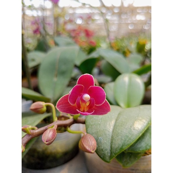 anggrek bulan grade B super mini merah phalaenopsis hybrid kondisi knop mekar