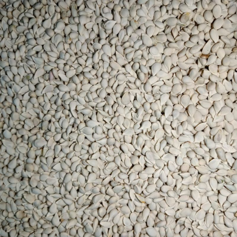 biji jeruk JC japance citroen , biji jeruk buah wose salam super original premium