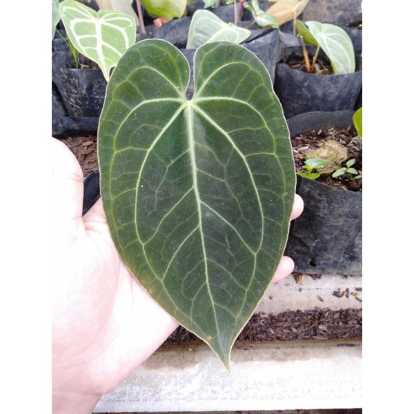 anthurium verde