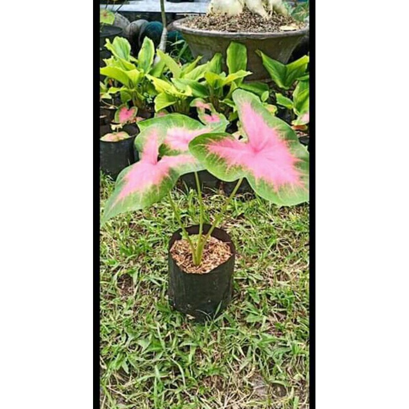 keladi pink / caladium pink / umbi keladi pink