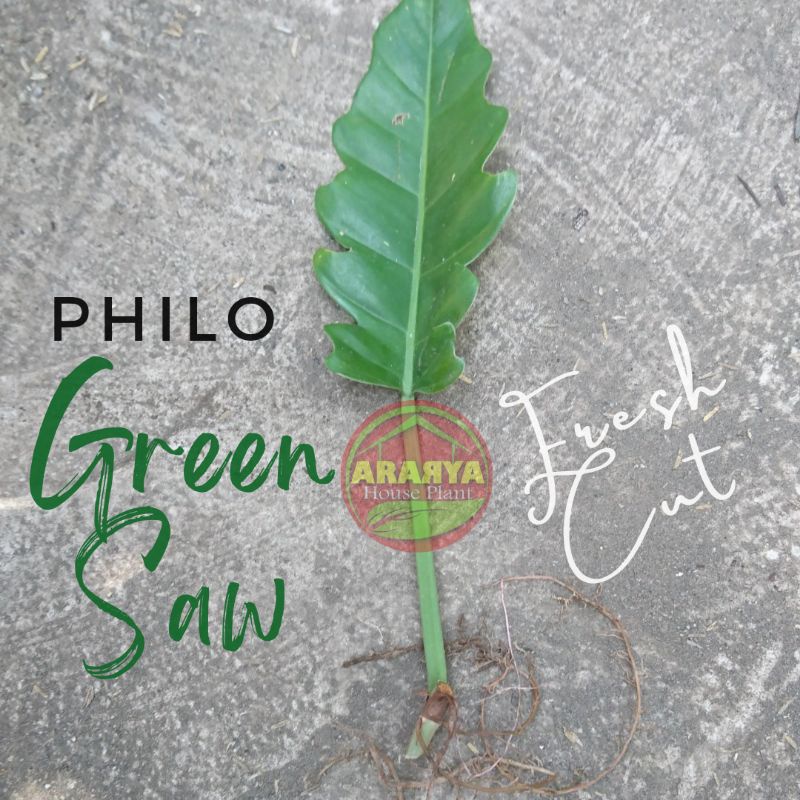 Philo Green Saw Fresh Cut Tanaman Hias Philodendron Gergaji Philo Ekor Buaya