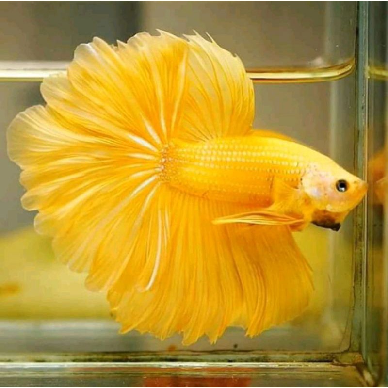 ikan cupang halfmoon yellow