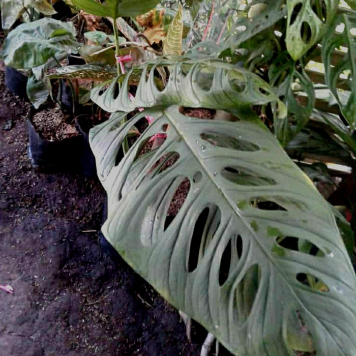 TANANAMAN JANDA BOLONG ADANSONI BESAR