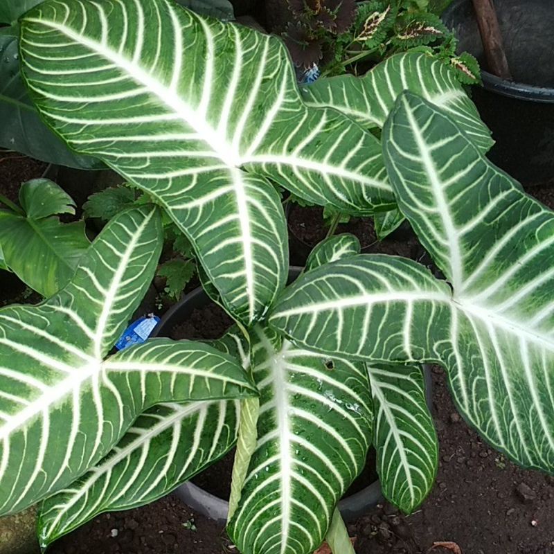 Alokasia Zebra Xantasoma Lindeni Keladi Zebra Tanaman Hias