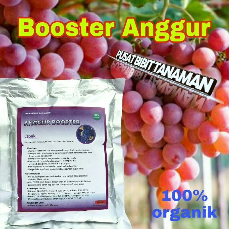 boster anggur (perangsang buah anggur)