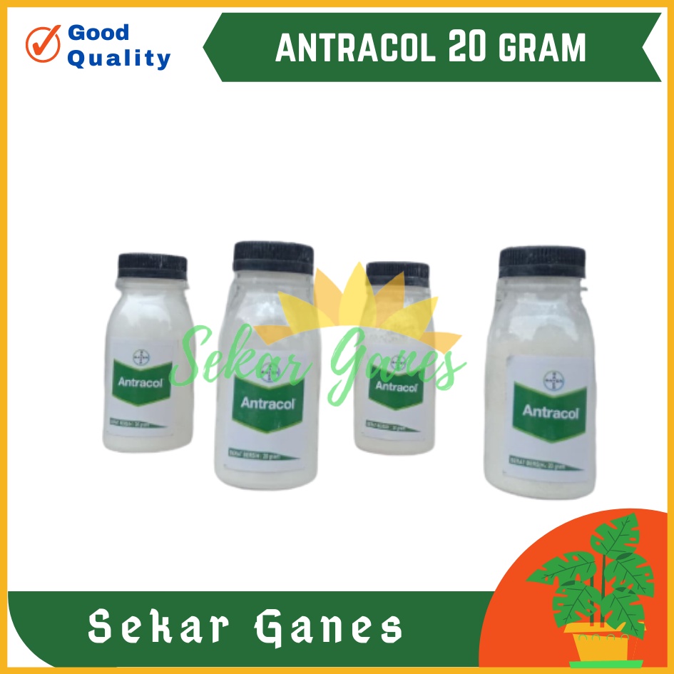 Antracol Fungisida Botol 20 Gram Fungisida Antracol 70wp Zinc 250 Gram Obat Anti Jamur Pada Tanaman Fungisida Sistemik Pembasmi Infeksi Tanaman Jamur, Bercak &amp; Cacar Ampuh Antracol Fungisida Dan B1 1kg Grosir