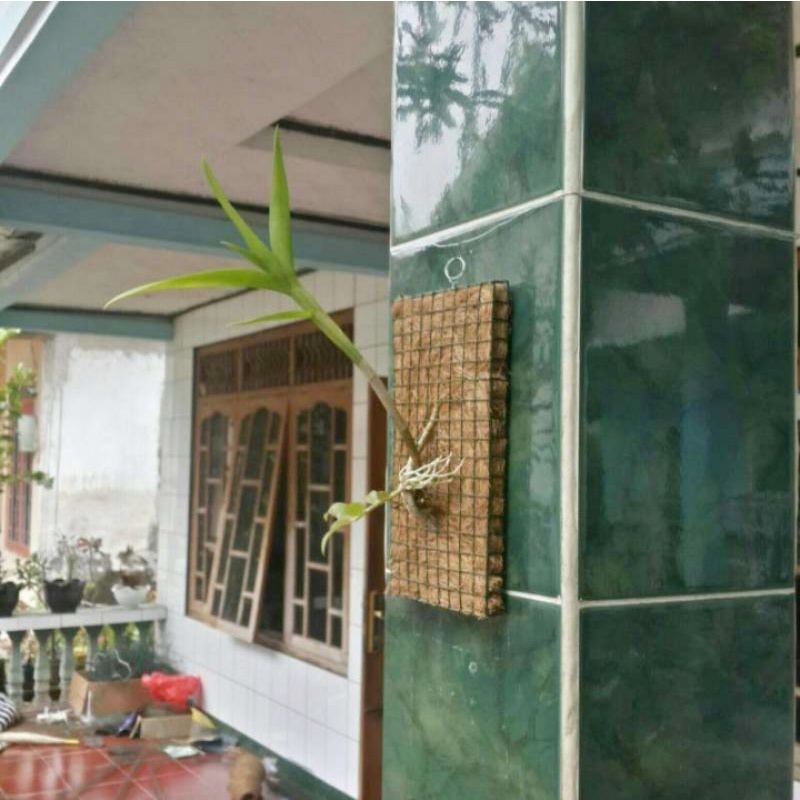 pot bunga anggrek tempel media tempel anggrek papan anggrek