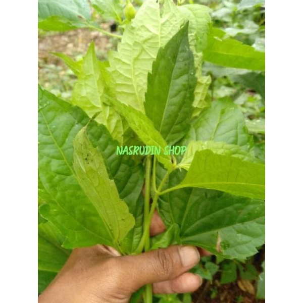 

[Fresh] DAUN KOPASANDA 1KG / DAUN KRINYUH / DAUN BLACKACIDA chromolaena odorata OBAT DIABETES ASAM