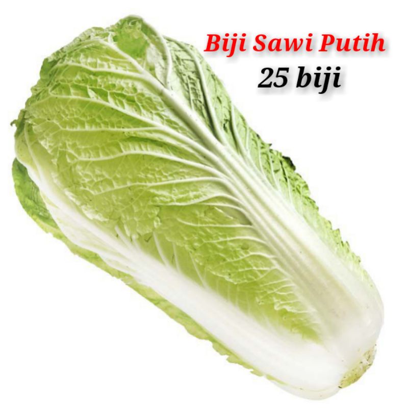 biji sawi putih benih sawi putih