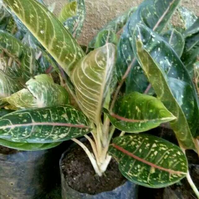 AGLONEMA DONACARMEN | TANAMAN HIAS AGLONEMA DONACARMEN