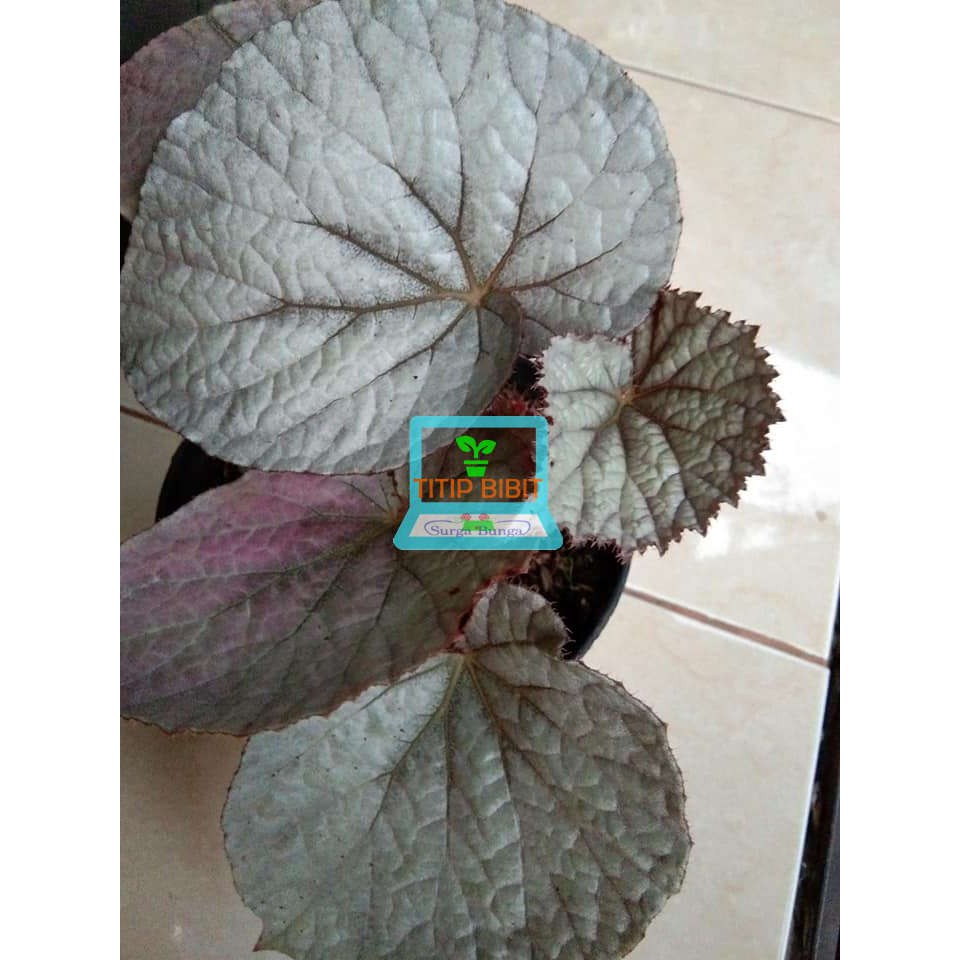 Tanaman Hias Bunga Begonia - Begonia Rex Silver Limbo - Daun Begonia Silver