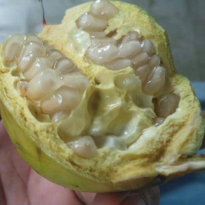 Bibit Buah Delima Putih - Ukuran 40cm f1l